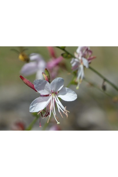 Квіти гаури, схожі на метеликів